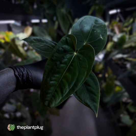 Anthurium papillilaminum 'RA6' x antolakii / 'BVEP'