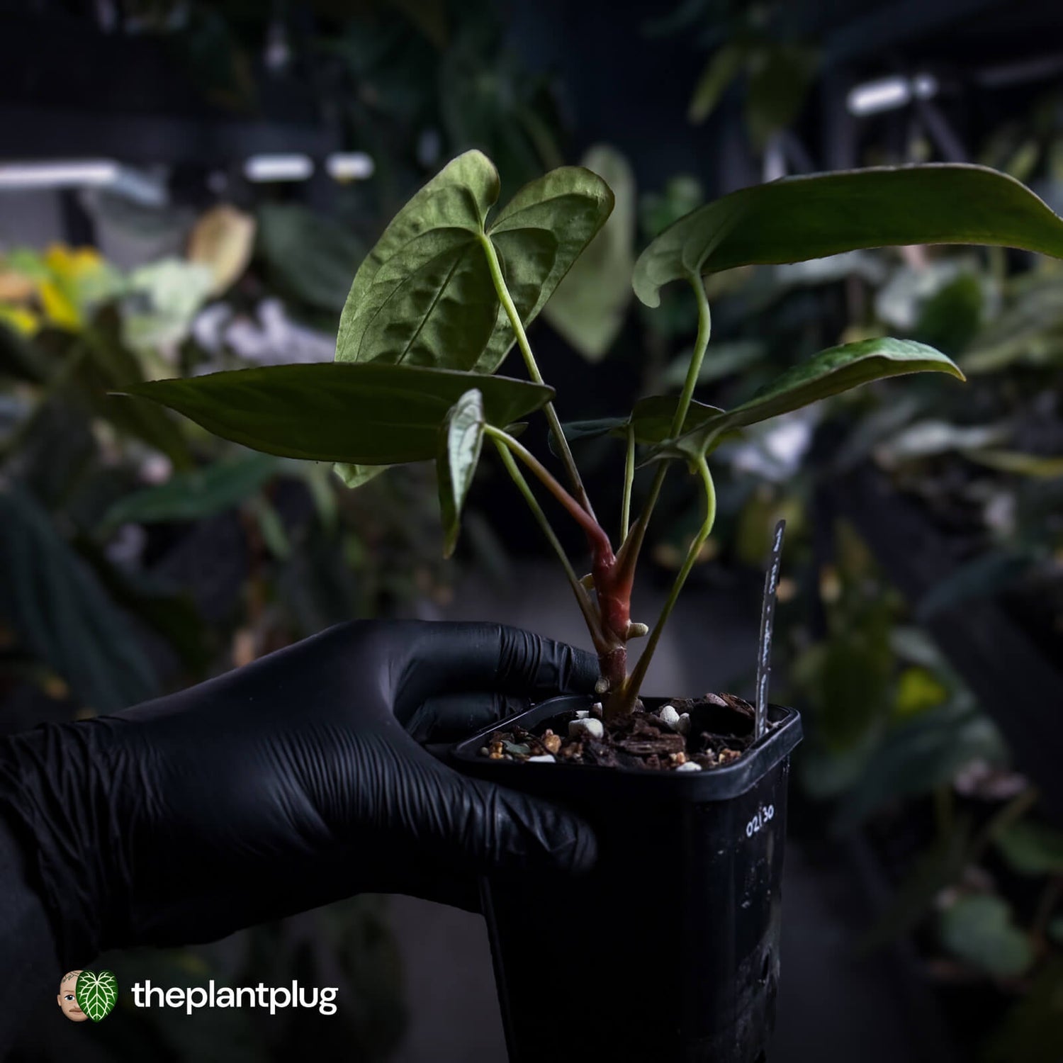 Anthurium papillilaminum 'RA6' x antolakii / 'BVEP'