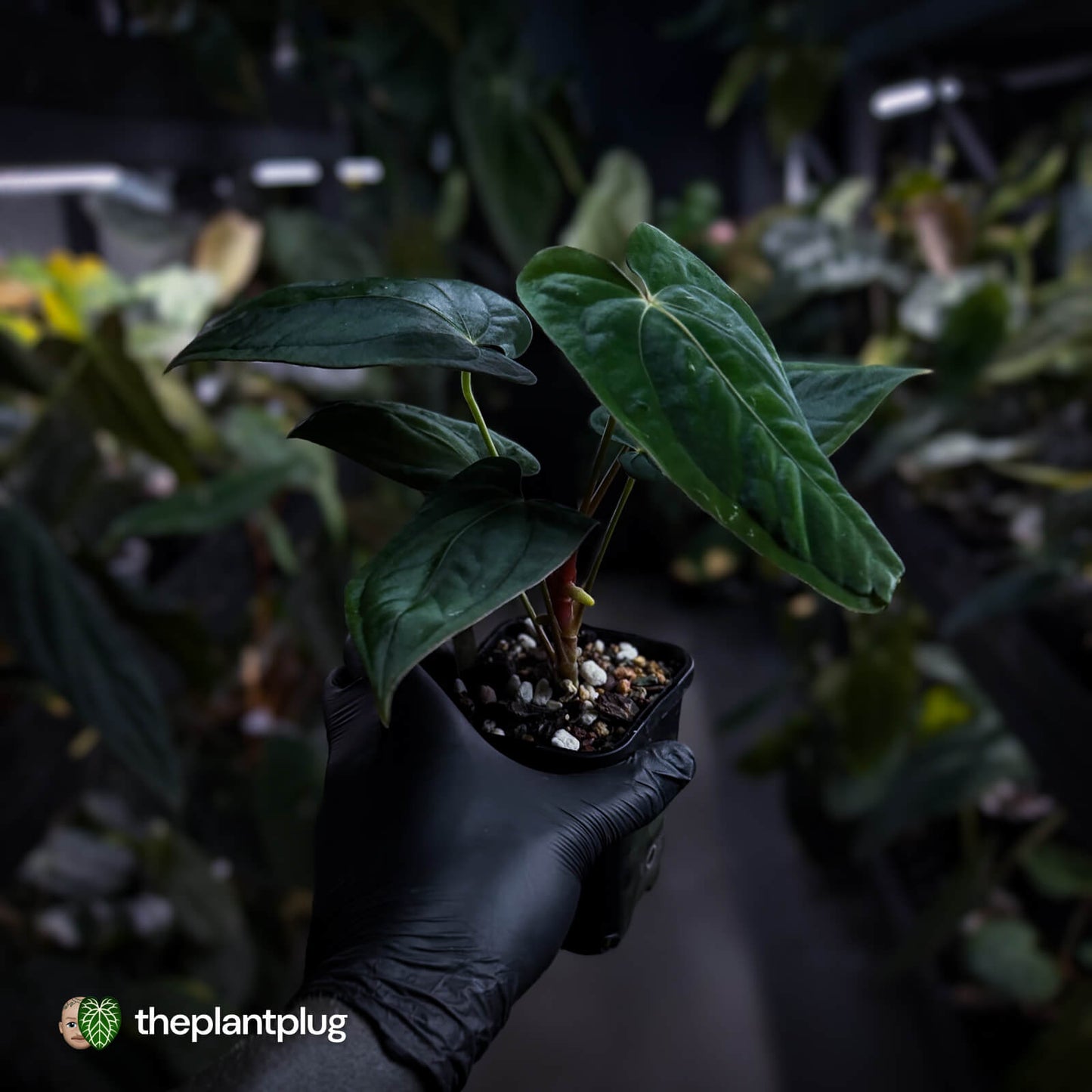 Anthurium papillilaminum 'RA6' x antolakii / 'BVEP'