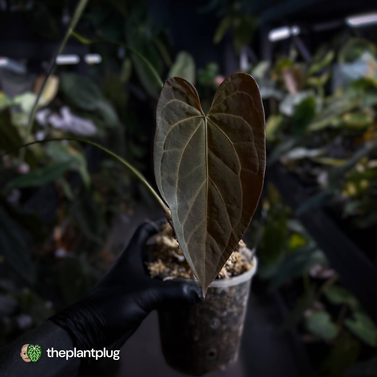 Anthurium #DarkMalice • (('Midnight Velvet' x crystallinum) x besseae aff 'Elektra')