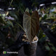 Anthurium #DarkMalice • (('Midnight Velvet' x crystallinum) x besseae aff 'Elektra')