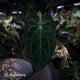 Anthurium #DarkMalice • (('Midnight Velvet' x crystallinum) x besseae aff 'Elektra')
