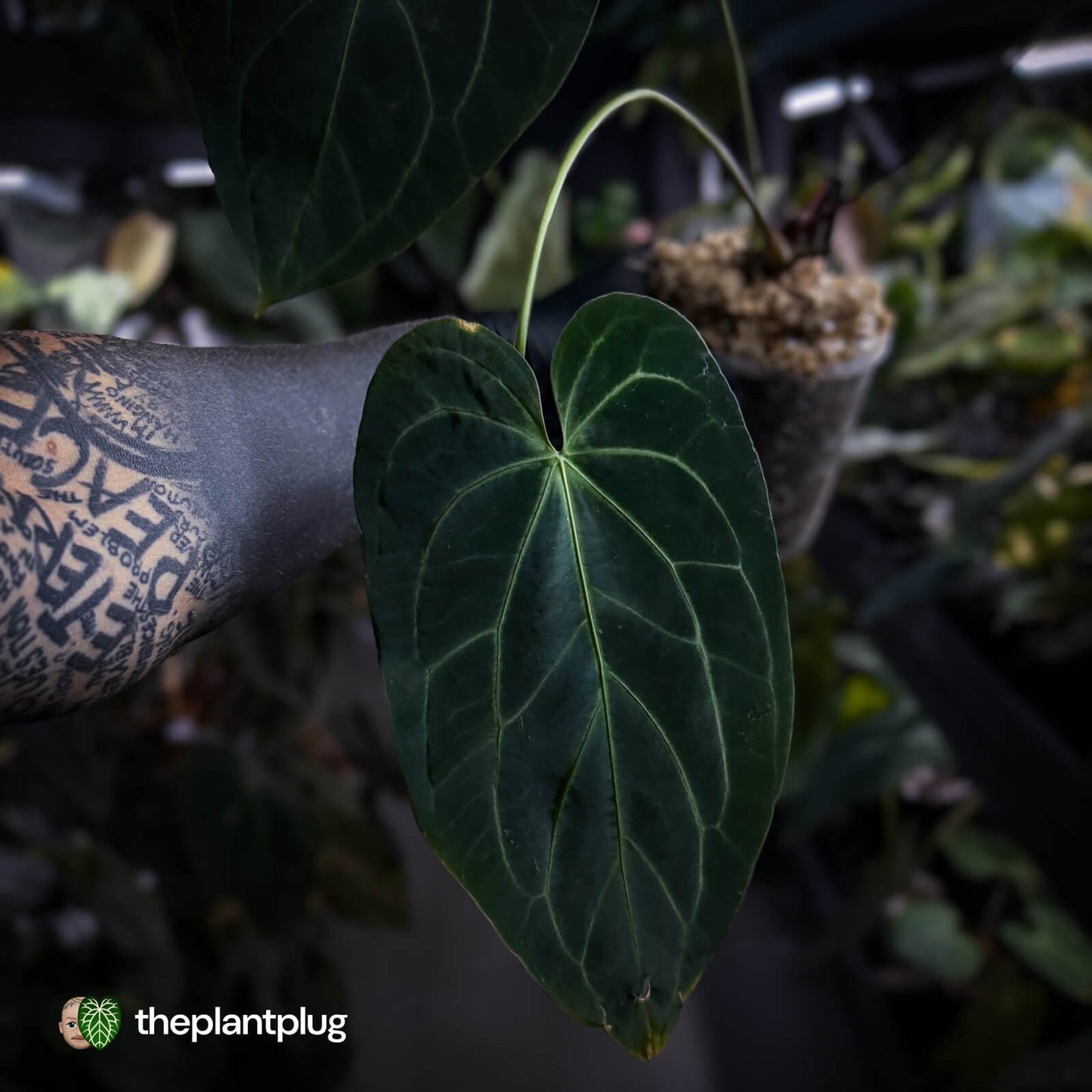 Anthurium #DarkMalice • (('Midnight Velvet' x crystallinum) x besseae aff 'Elektra')