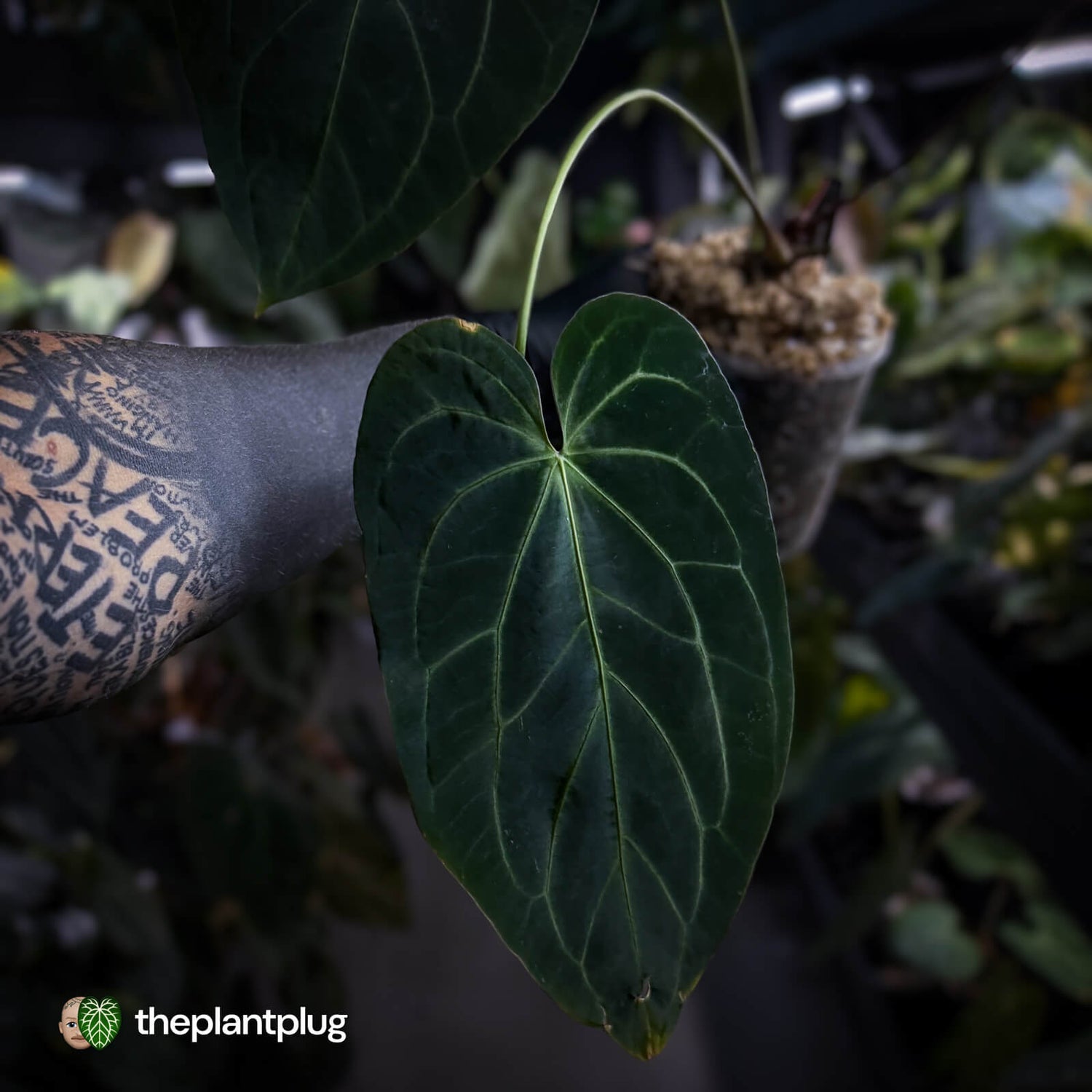 Anthurium #DarkMalice • (('Midnight Velvet' x crystallinum) x besseae aff 'Elektra')