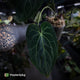 Anthurium #DarkMalice • (('Midnight Velvet' x crystallinum) x besseae aff 'Elektra')