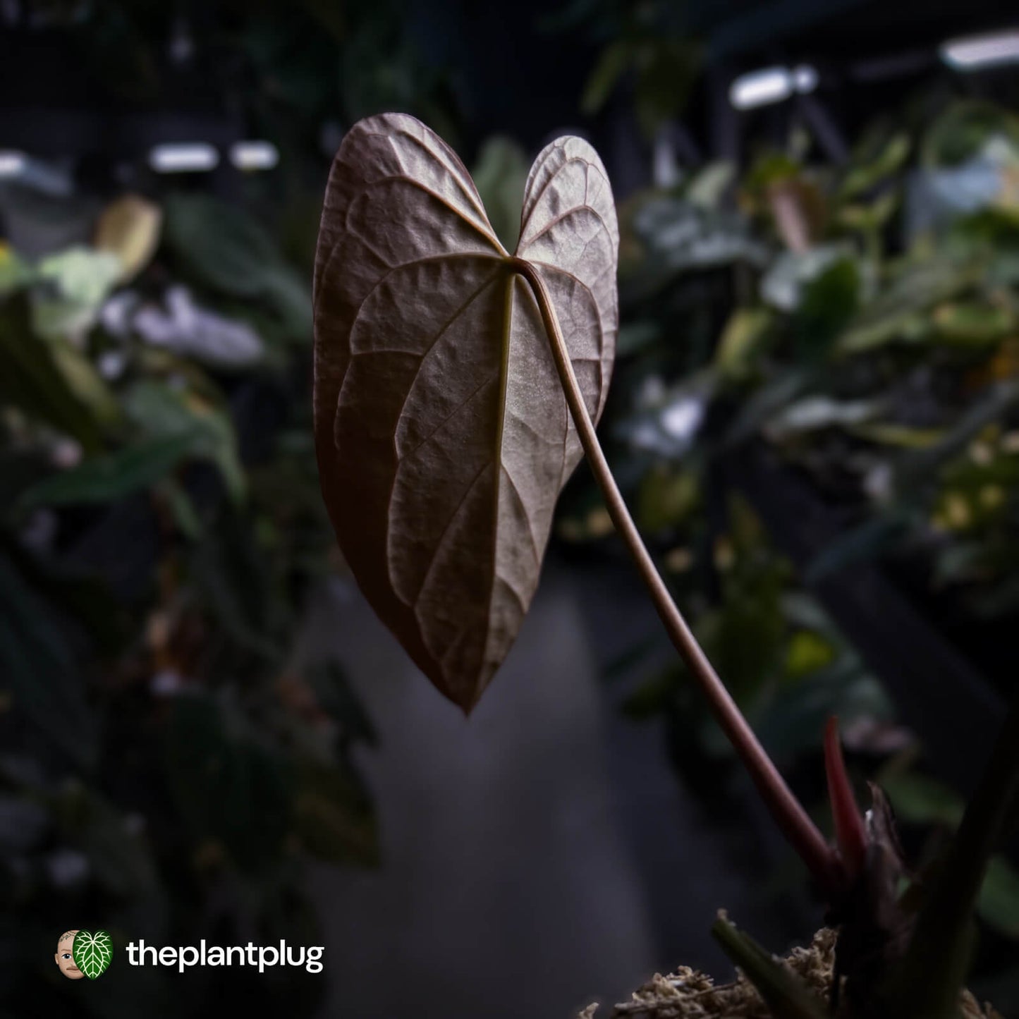 Anthurium #DarkMalice • (('Midnight Velvet' x crystallinum) x besseae aff 'Elektra')