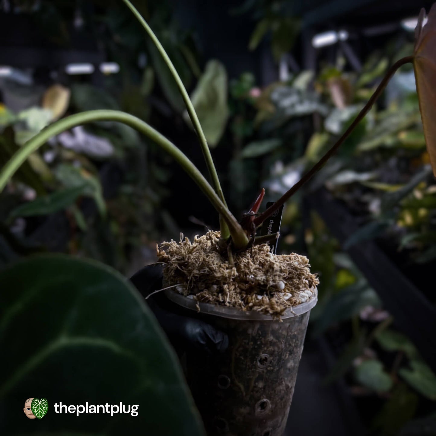 Anthurium #DarkMalice • (('Midnight Velvet' x crystallinum) x besseae aff 'Elektra')