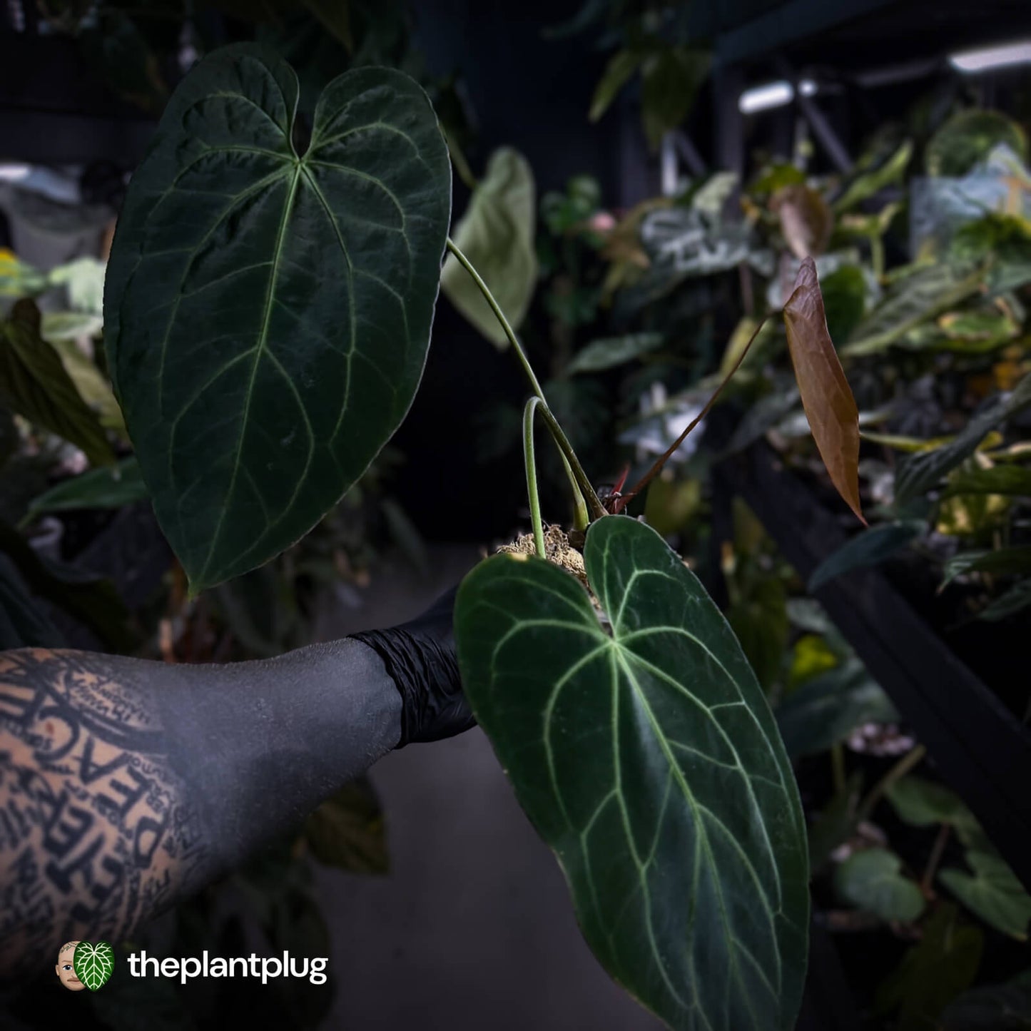 Anthurium #DarkMalice • (('Midnight Velvet' x crystallinum) x besseae aff 'Elektra')