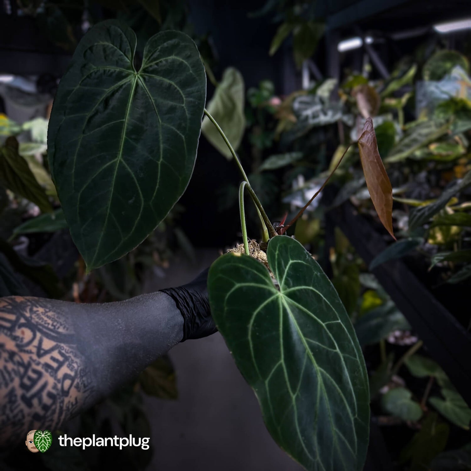 Anthurium #DarkMalice • (('Midnight Velvet' x crystallinum) x besseae aff 'Elektra')