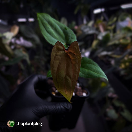 Anthurium 'RVDP' x papillilaminum 'RL' s1 • first release ⚡