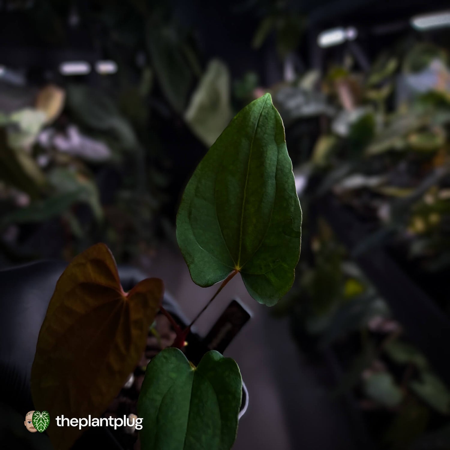Anthurium 'RVDP' x papillilaminum 'RL' s1 • first release ⚡