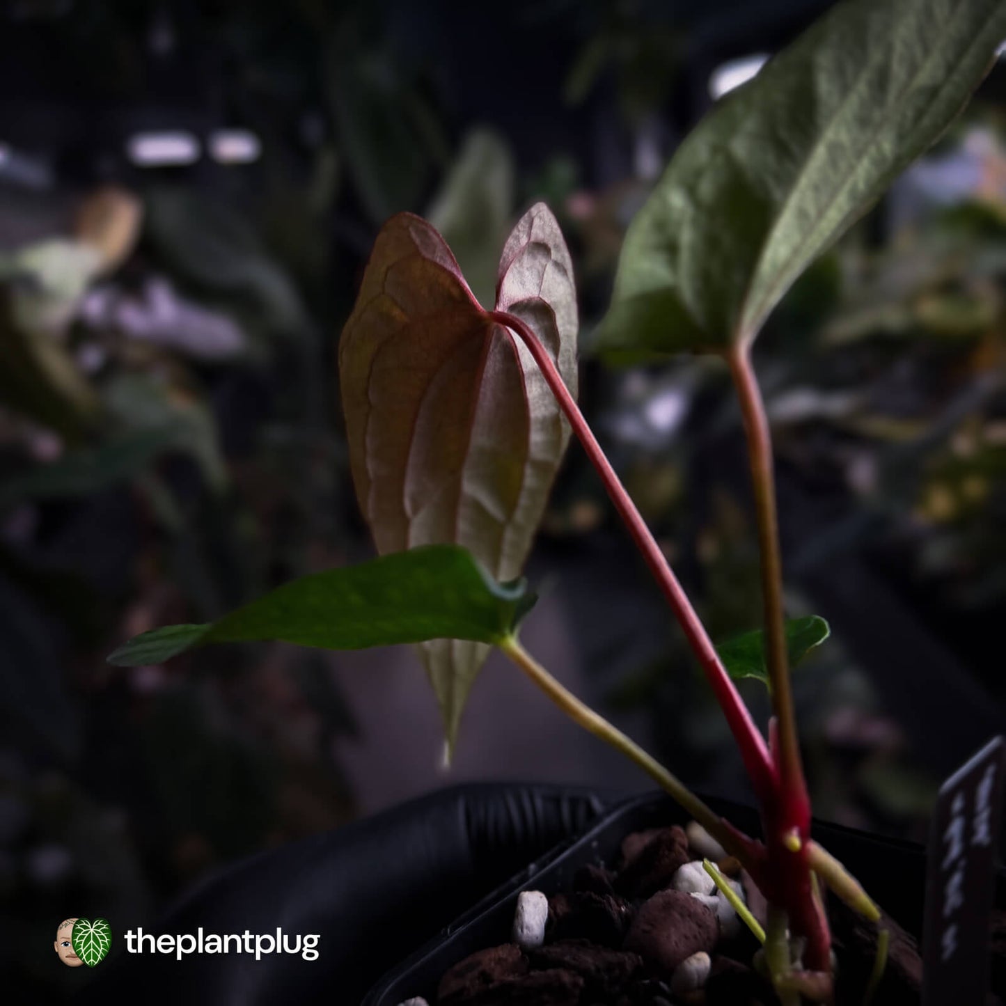 Anthurium 'RVDP' x papillilaminum 'RL' s1 • first release ⚡