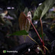 Anthurium 'RVDP' x papillilaminum 'RL' s1 • first release ⚡