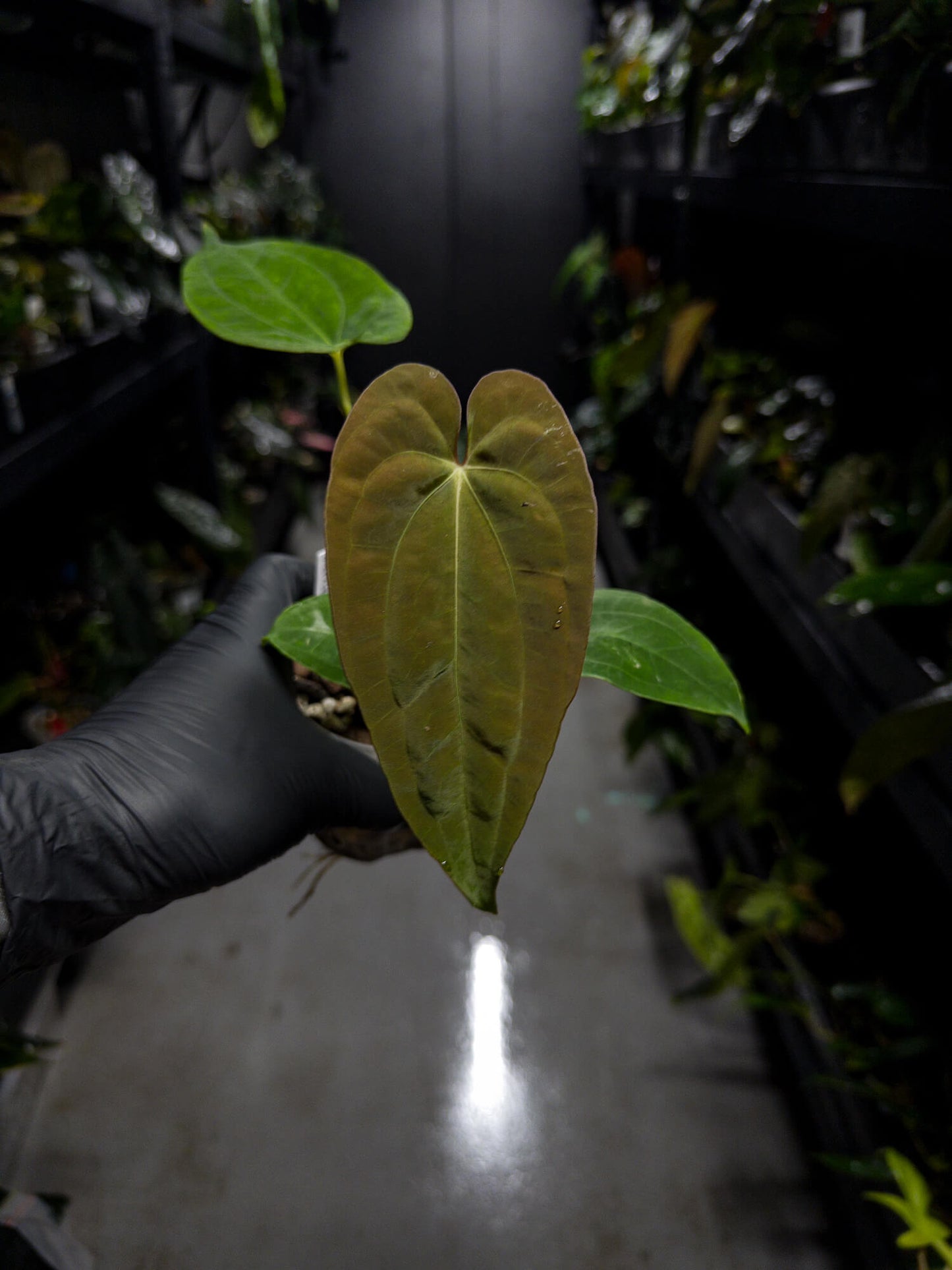 Anthurium papillilaminum x (antolakii / 'BVEP' x 'Dark Phoenix')