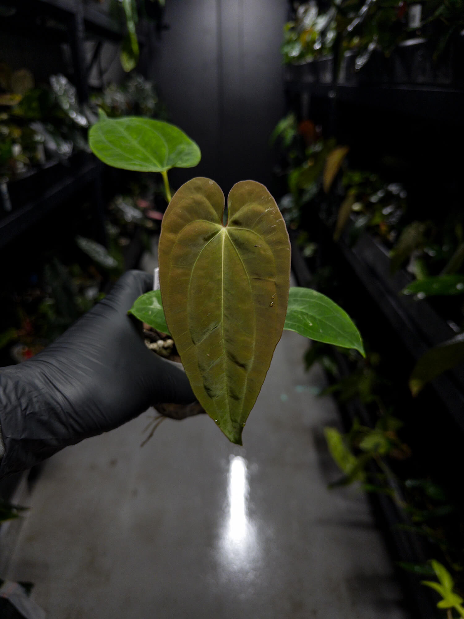 Anthurium papillilaminum x (antolakii / 'BVEP' x 'Dark Phoenix')