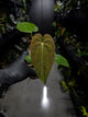 Anthurium papillilaminum x (antolakii / 'BVEP' x 'Dark Phoenix')