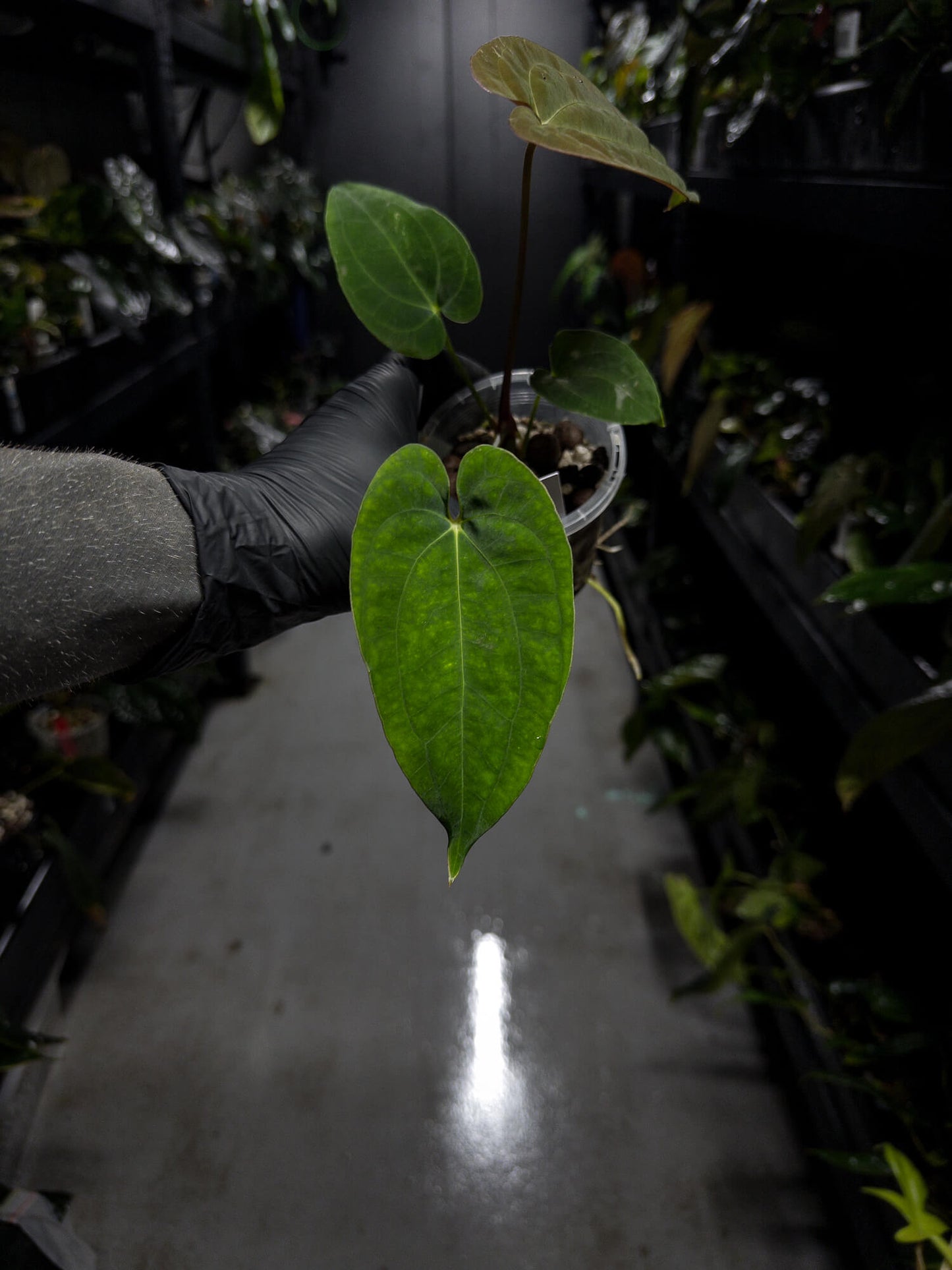 Anthurium papillilaminum x (antolakii / 'BVEP' x 'Dark Phoenix')