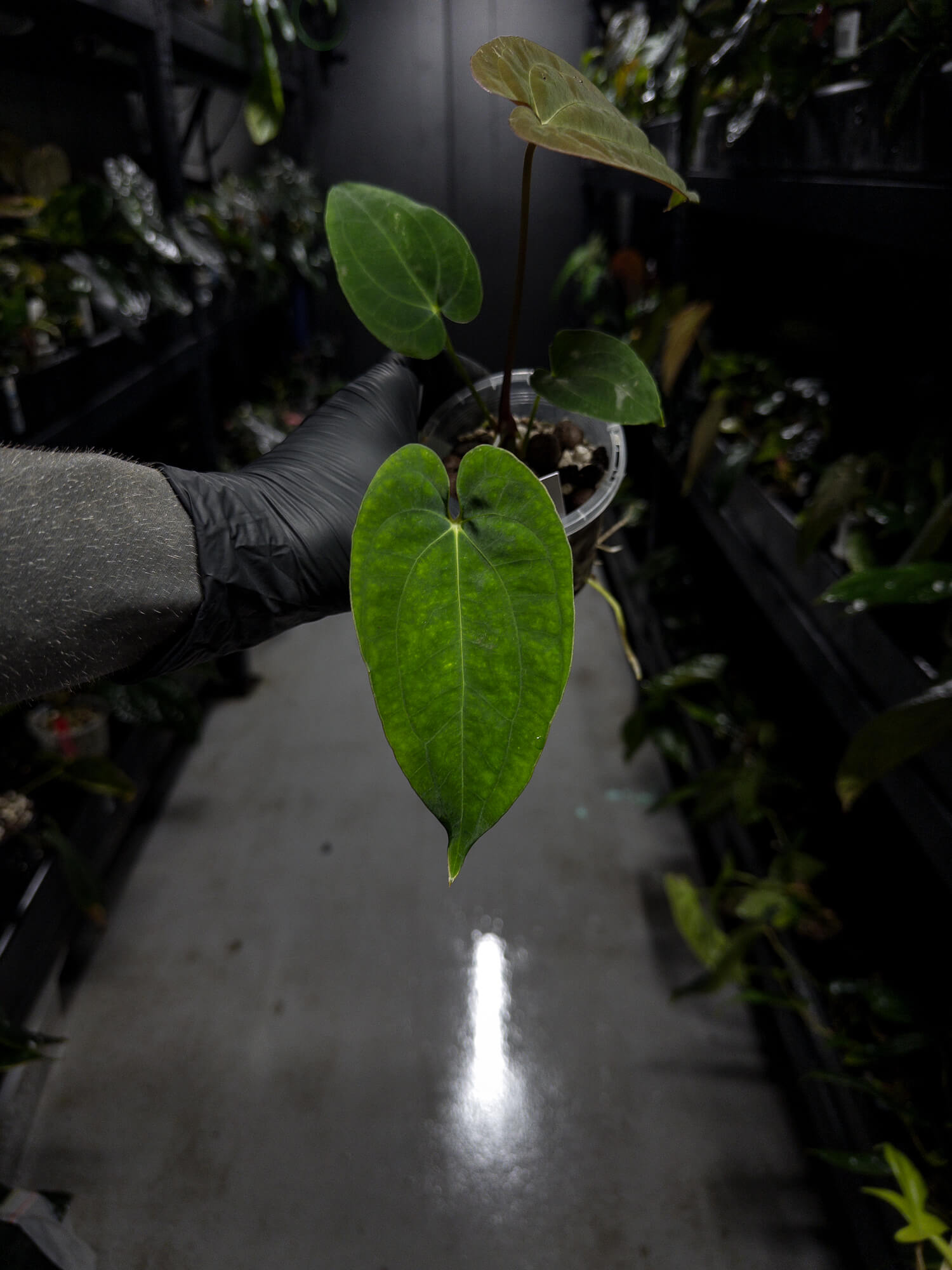 Anthurium papillilaminum x (antolakii / 'BVEP' x 'Dark Phoenix')
