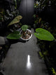 Anthurium papillilaminum x (antolakii / 'BVEP' x 'Dark Phoenix')