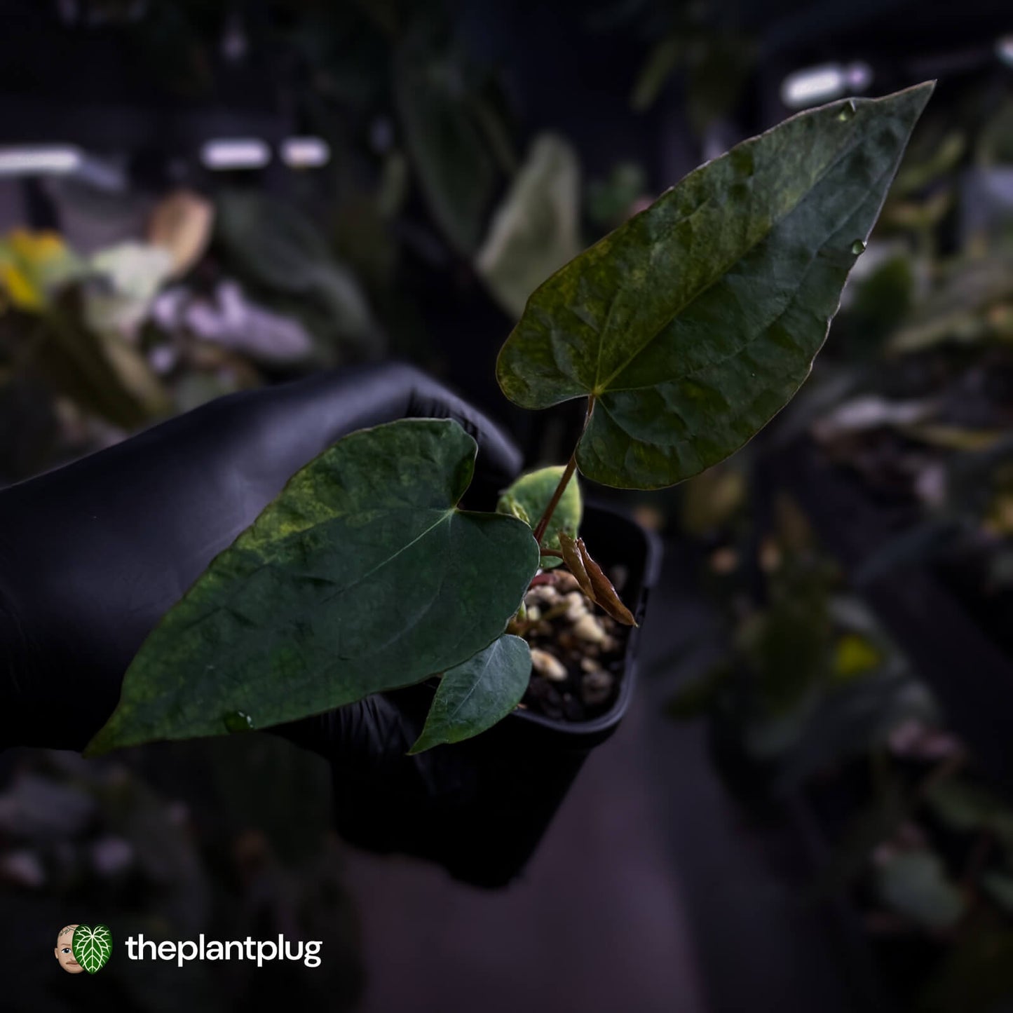 Anthurium 'Wolverine' x #Calculus • variegated ✨