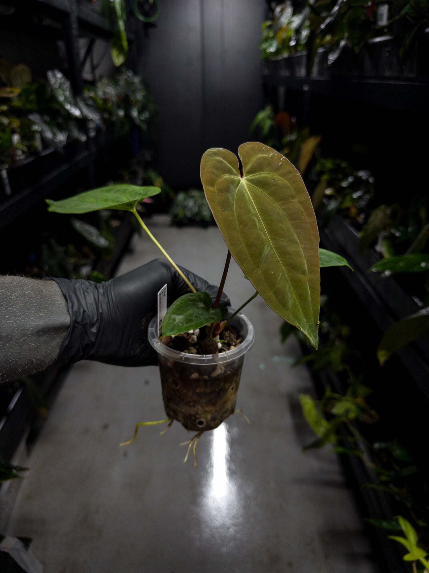 Anthurium papillilaminum x (antolakii / 'BVEP' x 'Dark Phoenix')