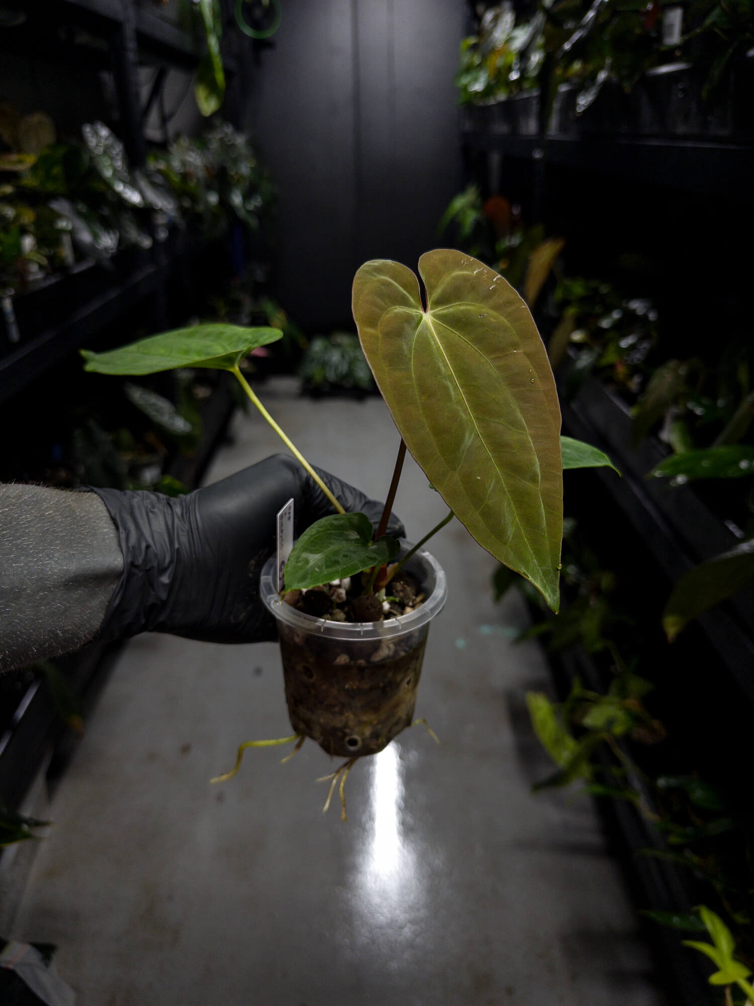 Anthurium papillilaminum x (antolakii / 'BVEP' x 'Dark Phoenix')