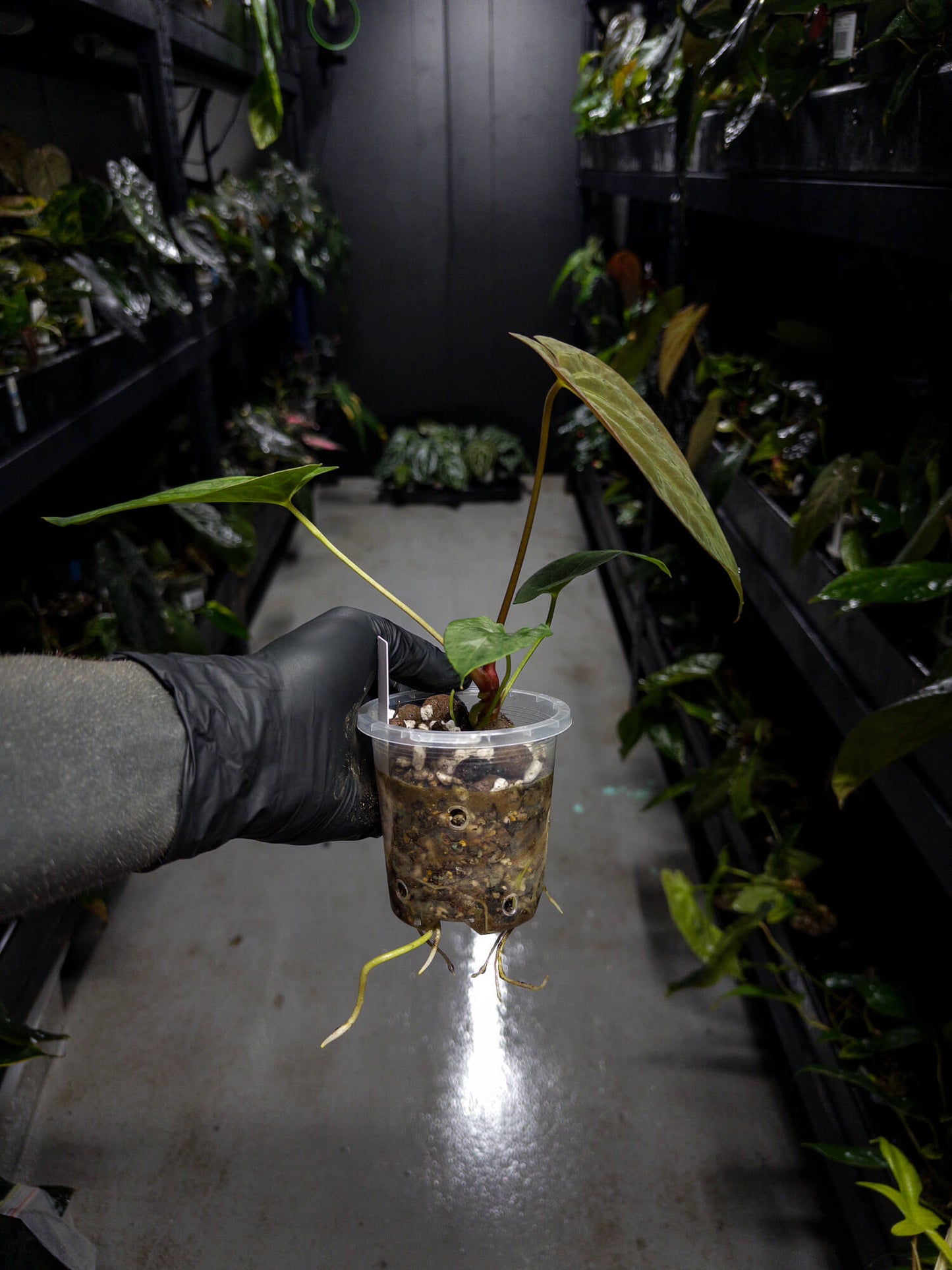 Anthurium papillilaminum x (antolakii / 'BVEP' x 'Dark Phoenix')