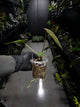 Anthurium papillilaminum x (antolakii / 'BVEP' x 'Dark Phoenix')