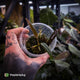 Anthurium sp. Pangui • rarely offered