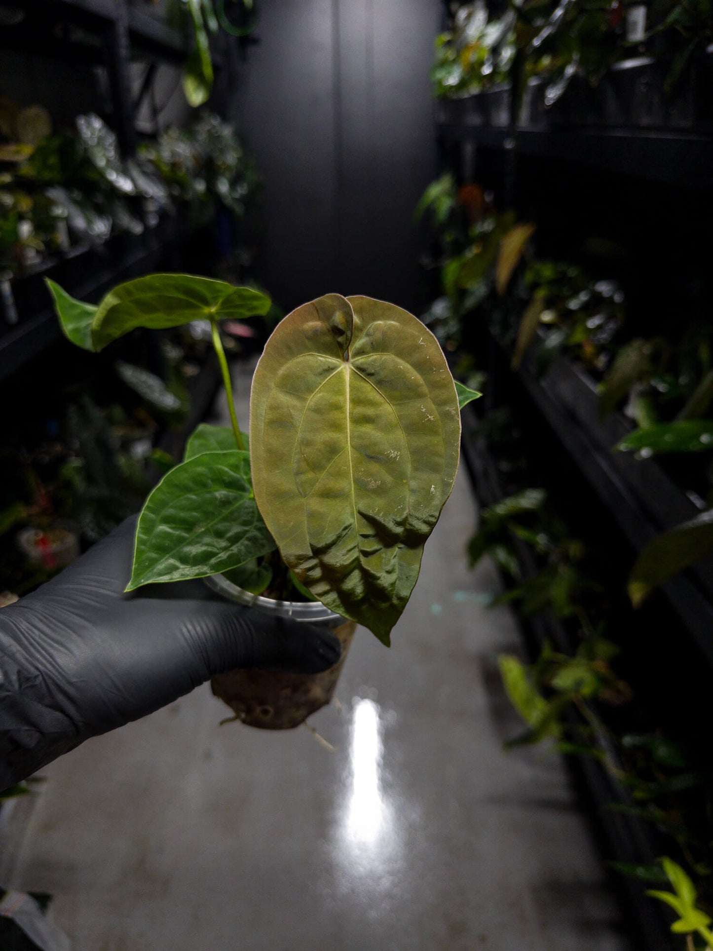 Anthurium papillilaminum x (antolakii / 'BVEP' x 'Dark Phoenix')