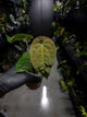 Anthurium papillilaminum x (antolakii / 'BVEP' x 'Dark Phoenix')