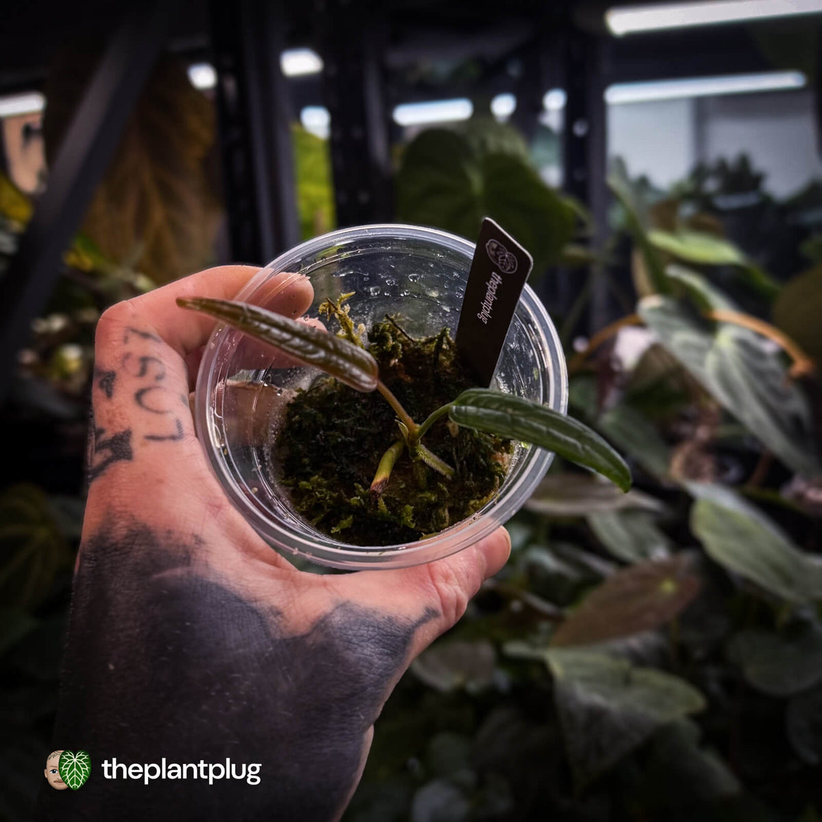 Anthurium sp. Pangui • rarely offered