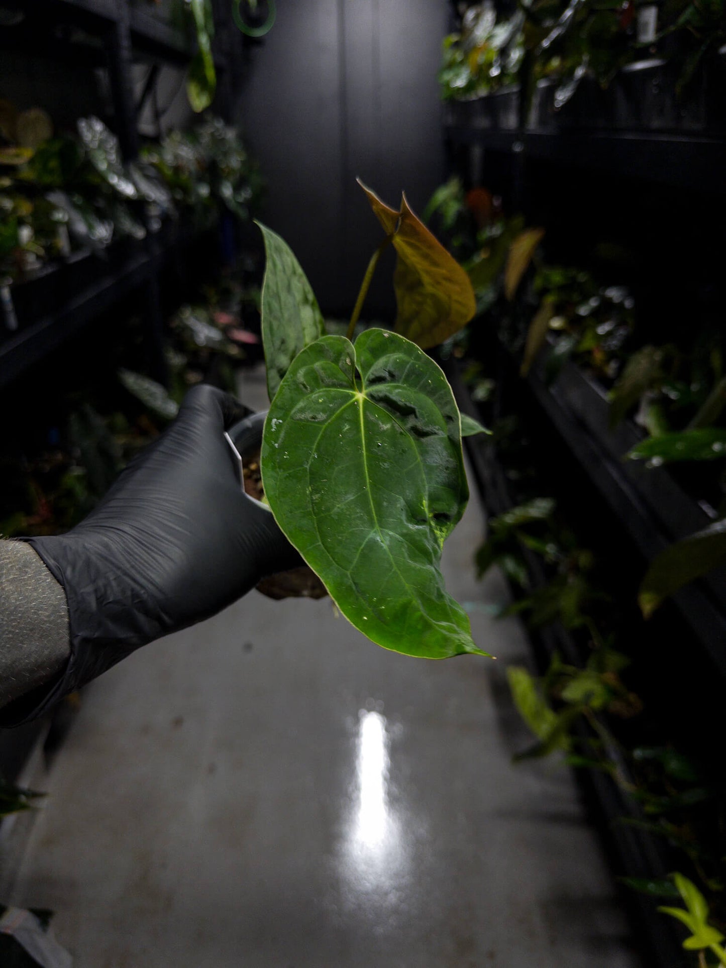 Anthurium papillilaminum x (antolakii / 'BVEP' x 'Dark Phoenix')