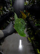 Anthurium papillilaminum x (antolakii / 'BVEP' x 'Dark Phoenix')