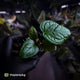Anthurium Red Crystal x splendidum