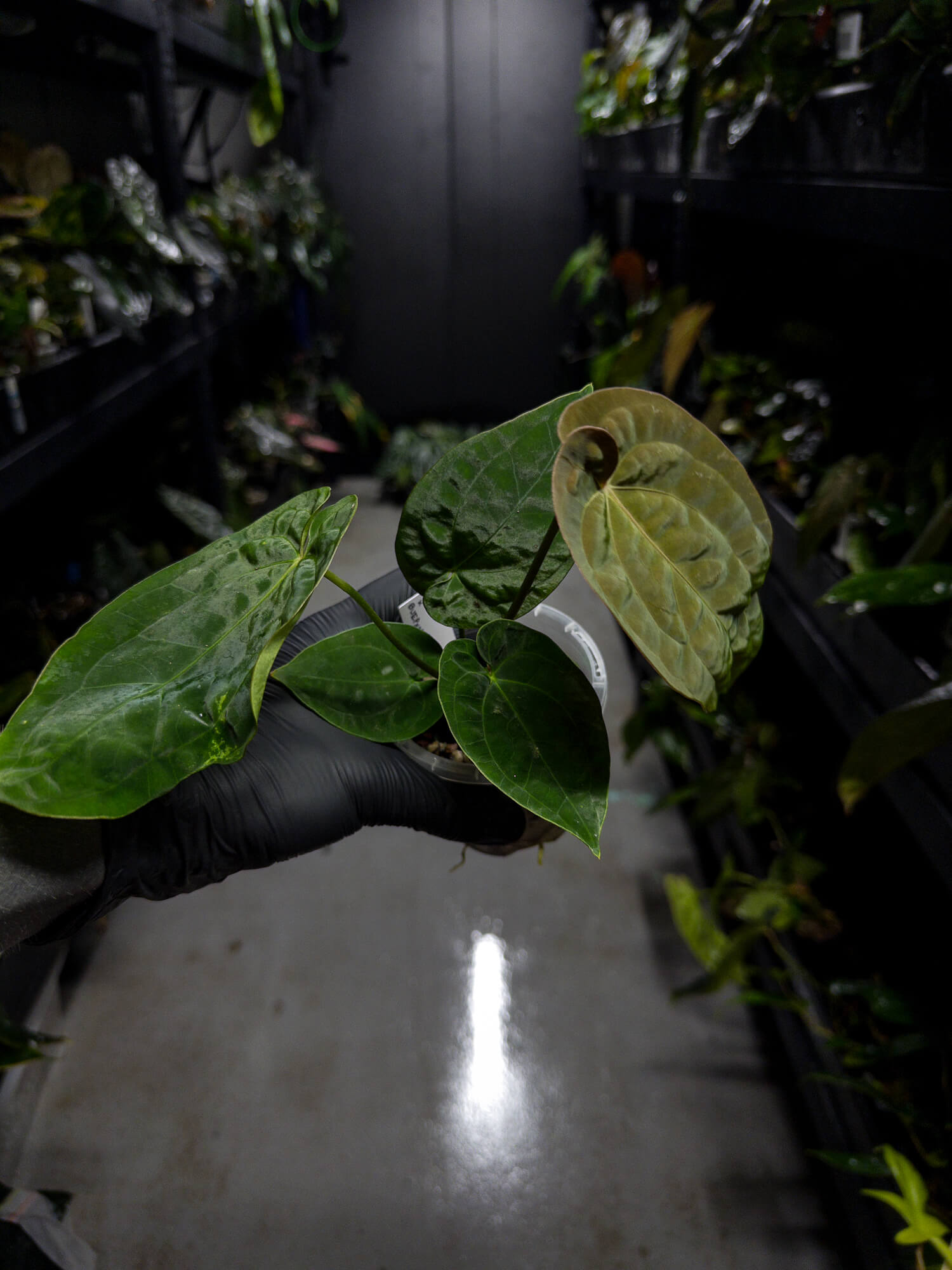 Anthurium papillilaminum x (antolakii / 'BVEP' x 'Dark Phoenix')