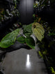 Anthurium papillilaminum x (antolakii / 'BVEP' x 'Dark Phoenix')