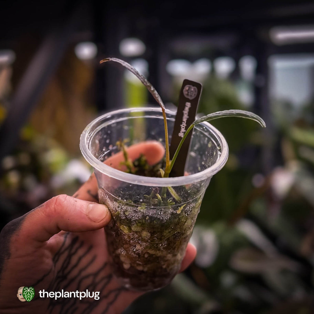 Anthurium sp. Pangui • rarely offered