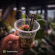 Anthurium sp. Pangui • rarely offered
