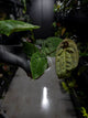 Anthurium papillilaminum x (antolakii / 'BVEP' x 'Dark Phoenix')