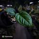Anthurium Red Crystal x splendidum