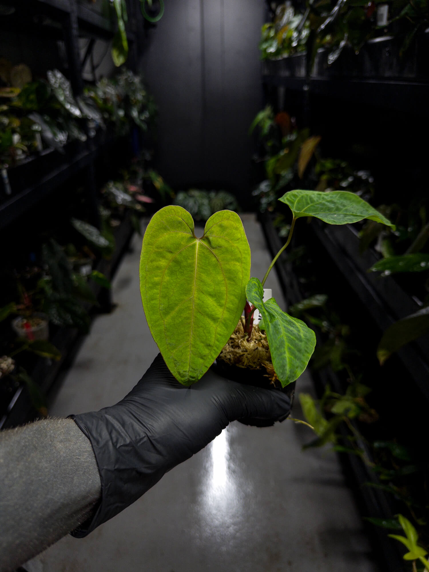 Anthurium papillilaminum ('Long' x 'Long Bullet') x self