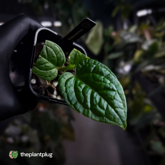 Anthurium Red Crystal x splendidum