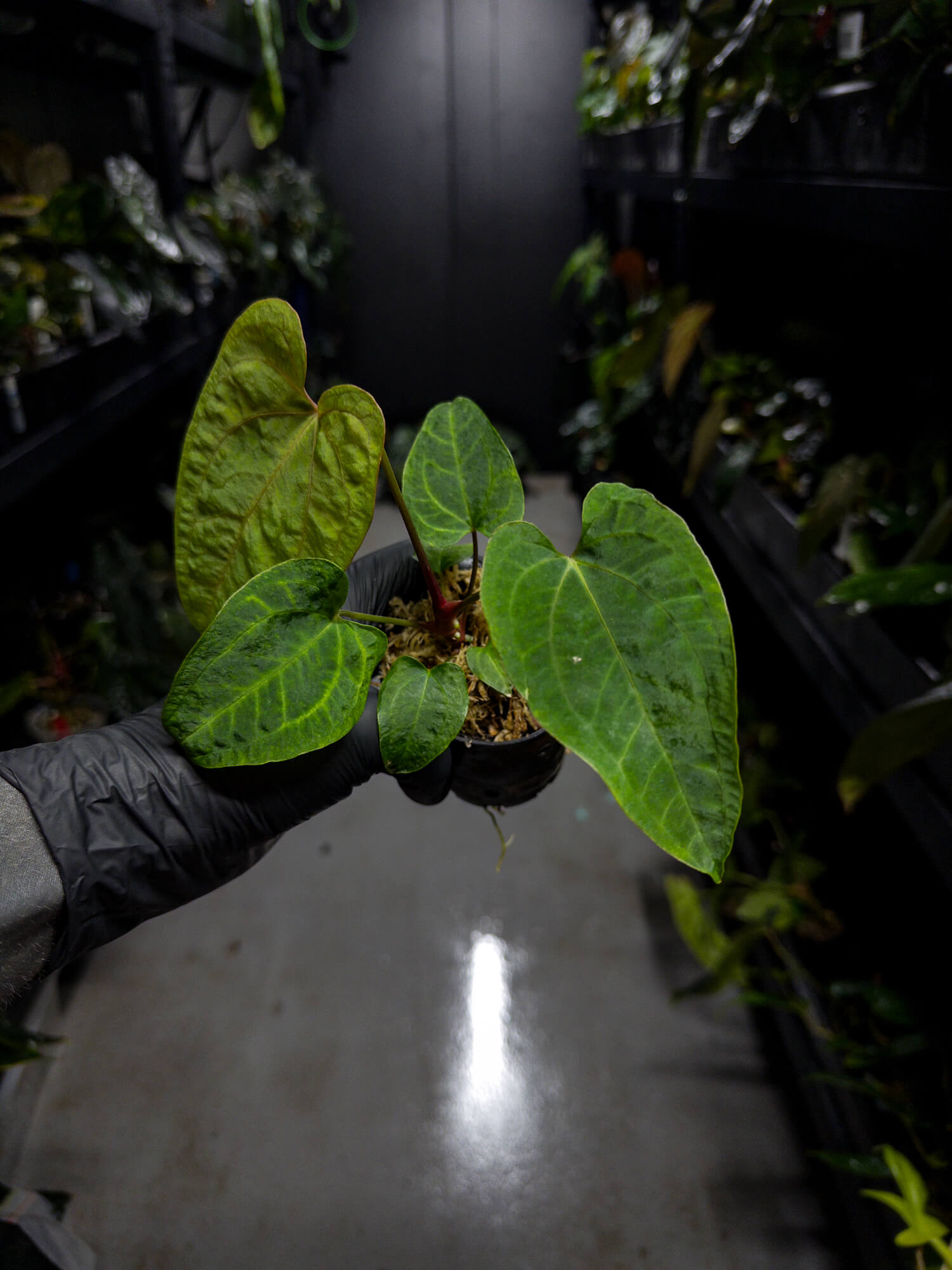 Anthurium papillilaminum ('Long' x 'Long Bullet') x self