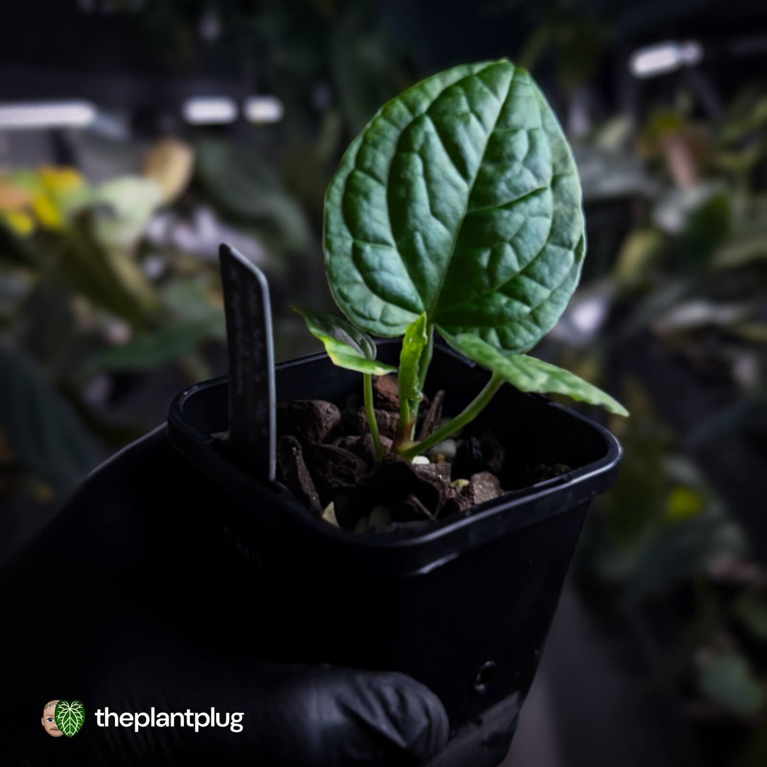 Anthurium Red Crystal x splendidum