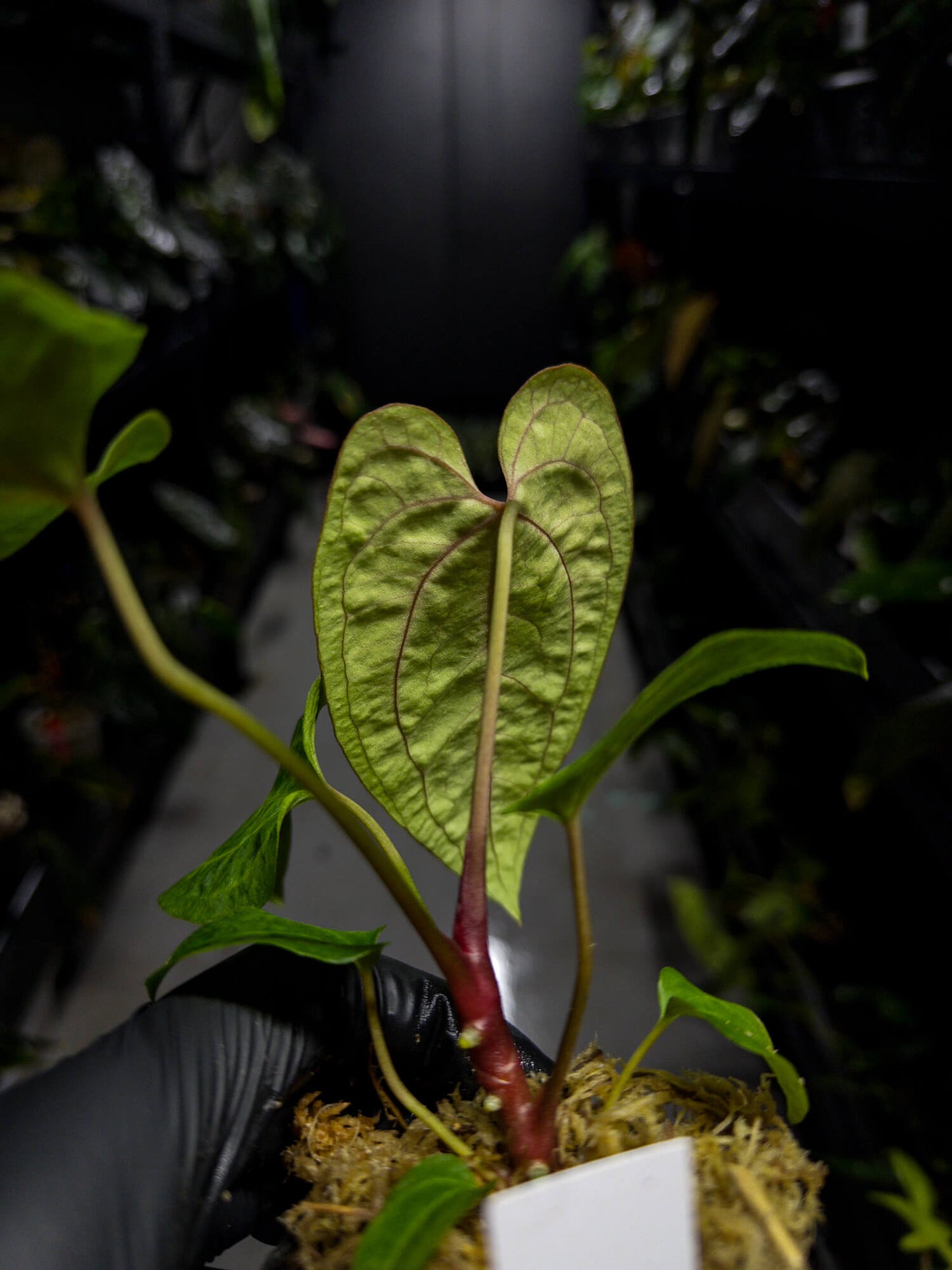 Anthurium papillilaminum ('Long' x 'Long Bullet') x self