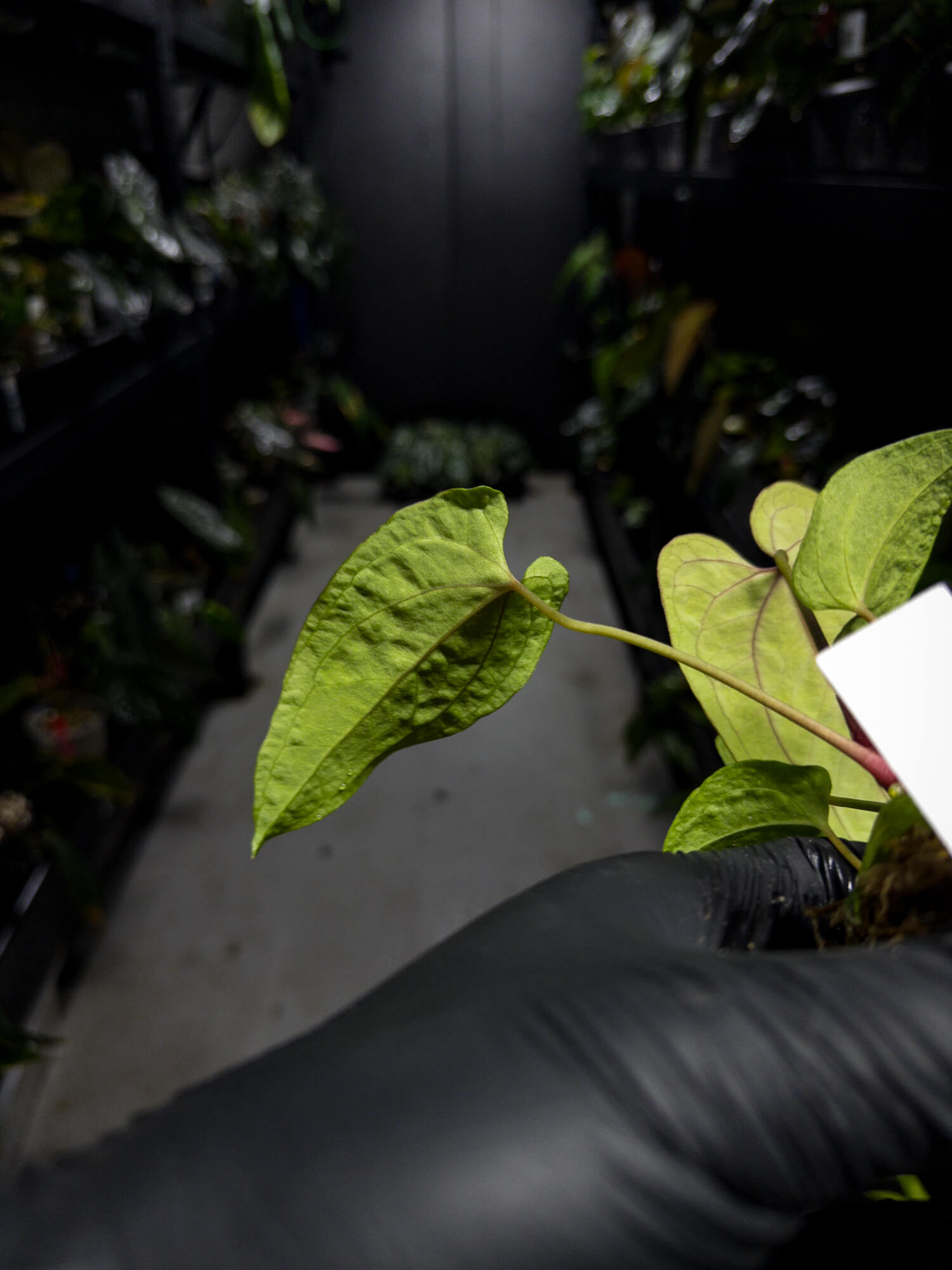 Anthurium papillilaminum ('Long' x 'Long Bullet') x self