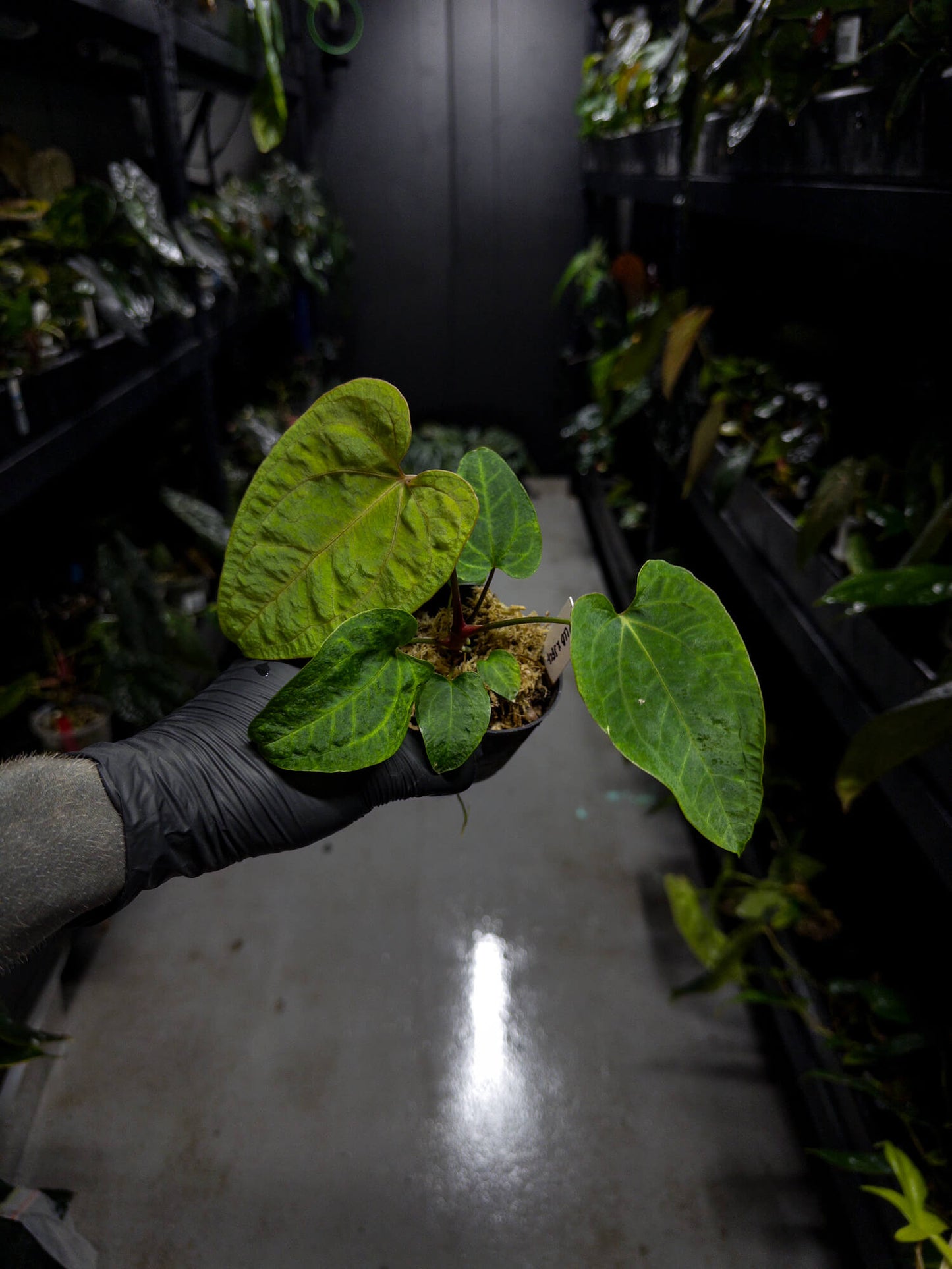 Anthurium papillilaminum ('Long' x 'Long Bullet') x self