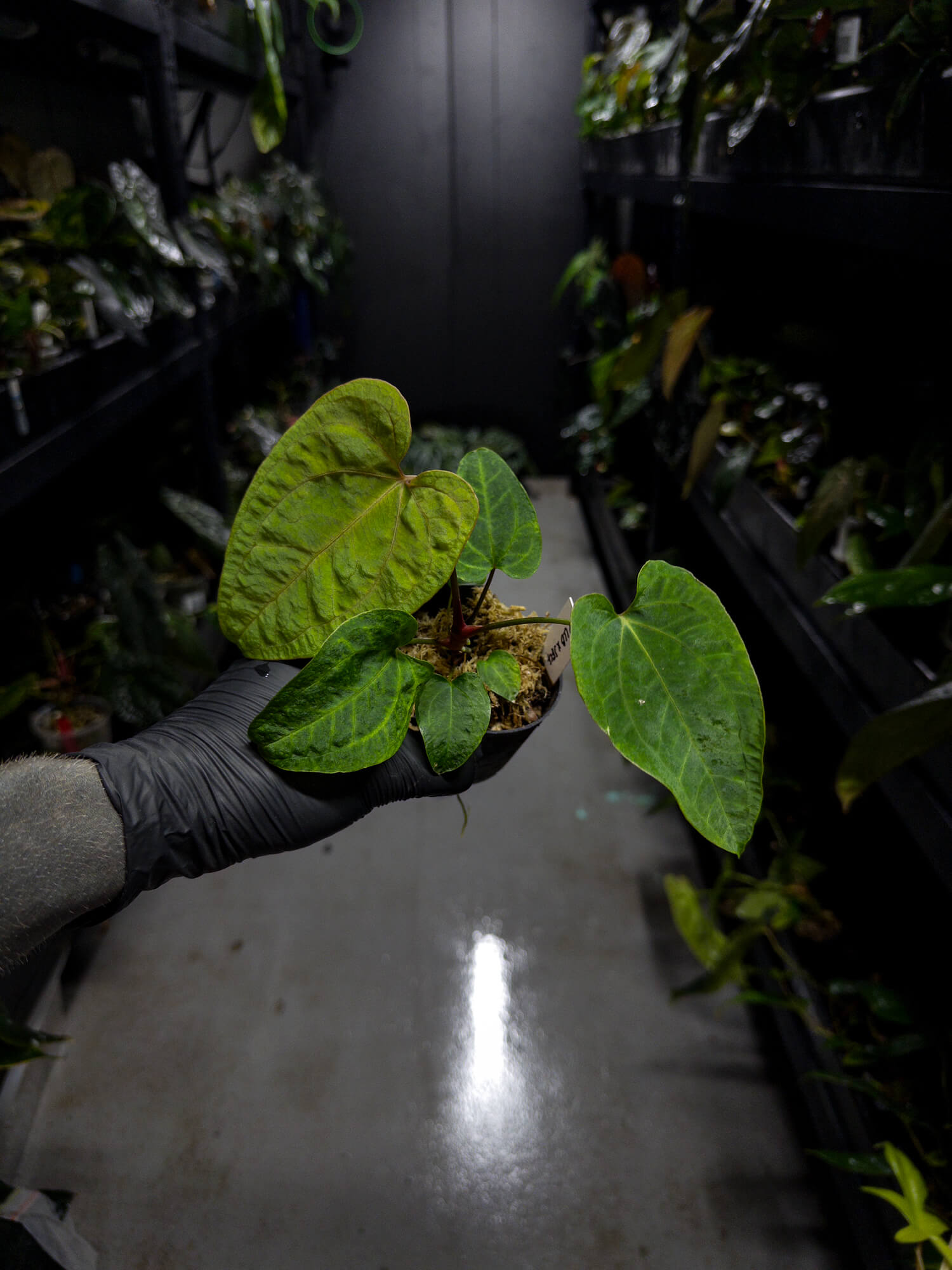 Anthurium papillilaminum ('Long' x 'Long Bullet') x self