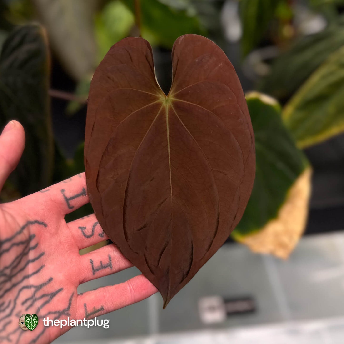 Anthurium antolakii ('Round' x 'RA1') • mother plant clone